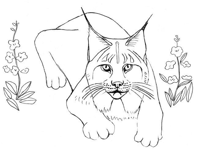Line drawing of a Canada lynx with flowers.