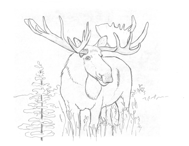 Line drawing of a moose standing in vegetation.
