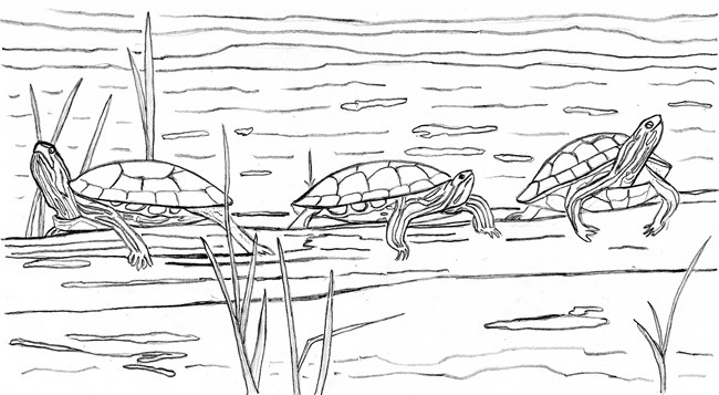 Line drawing of three striped turtles sunning themselves on a log in a pond.