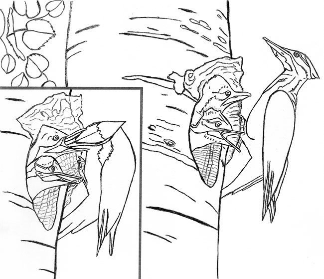 Line drawing of two views of nest cavities. One shows a large bird feeding two chicks. The other shows the mother in profile.