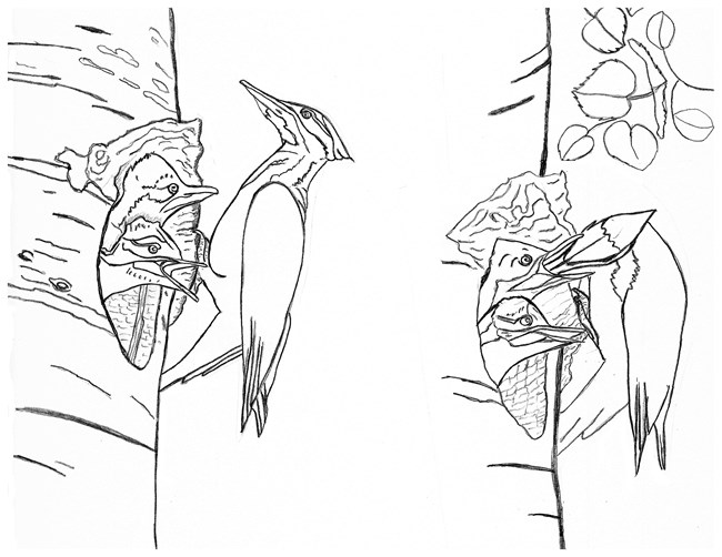Line drawing of two views of nest cavities. One shows a large bird feeding two chicks. The other shows the adult in profile.