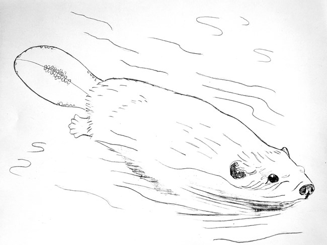 Line drawing of a beaver swimming.