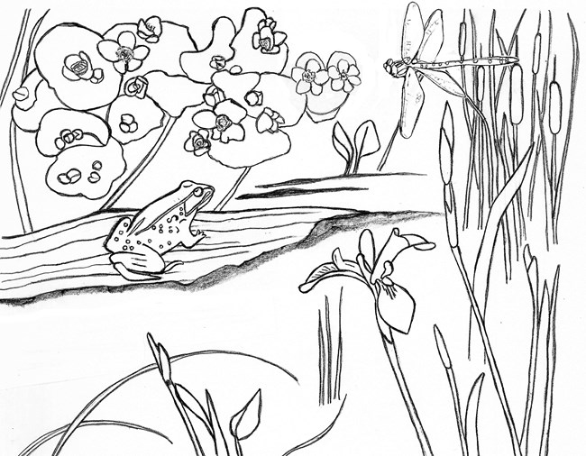 Line drawing of a frog, dragonfly, and wetland plants.