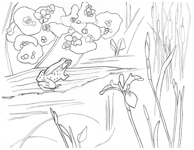 Line drawing of a frog and wetland plants.