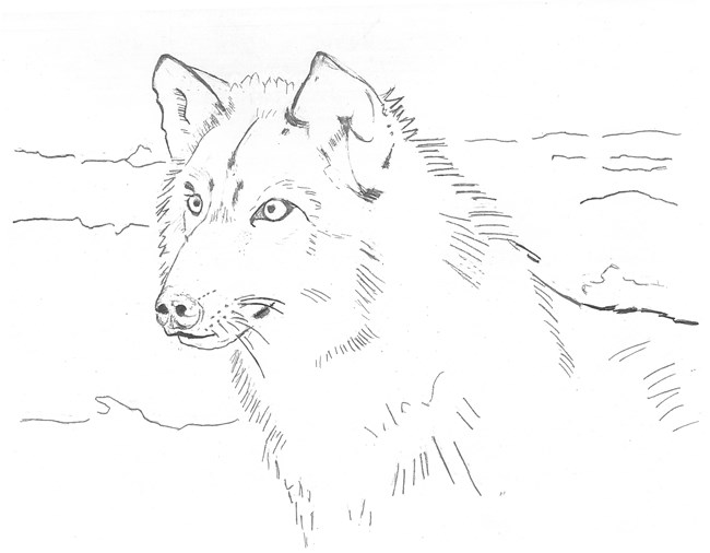 Line drawing of the head and shoulders of a wolf.