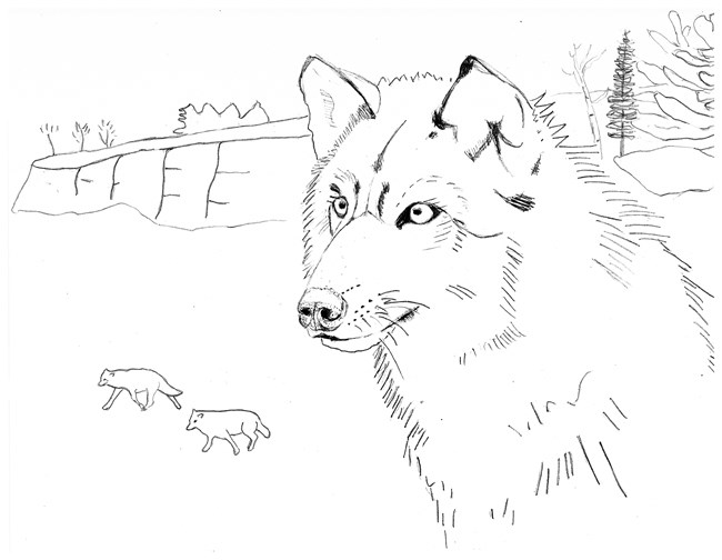 Line drawing of the head and shoulders of a wolf with two distant wolves.