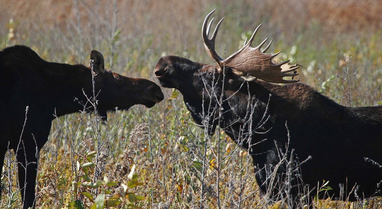 Female and antler male moose facing each other.
