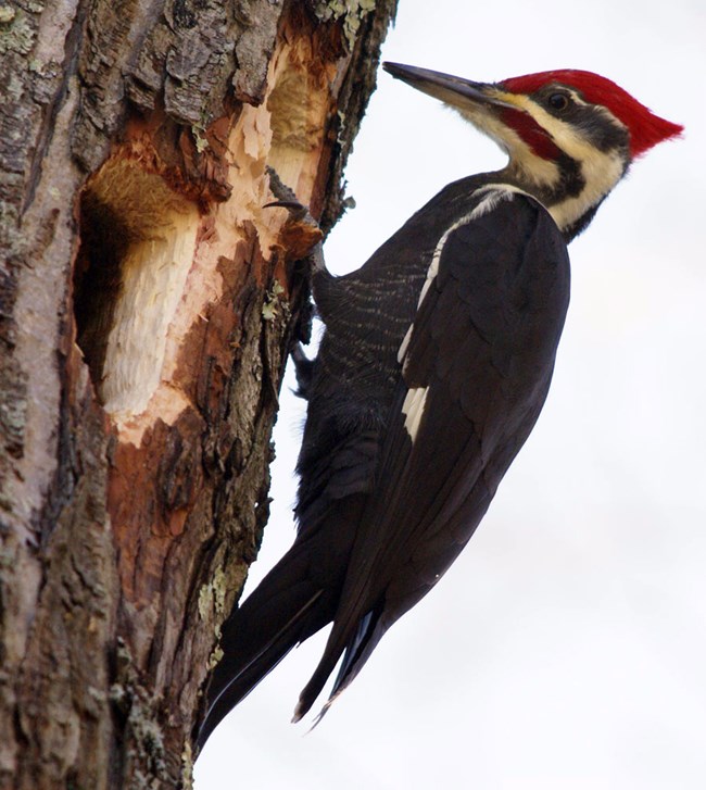 Large bird with a red-crowned, black & white striped head and long, strong beak.