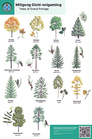 Poster with illustrations of 14 regional trees with their names in Ojibwe and English.