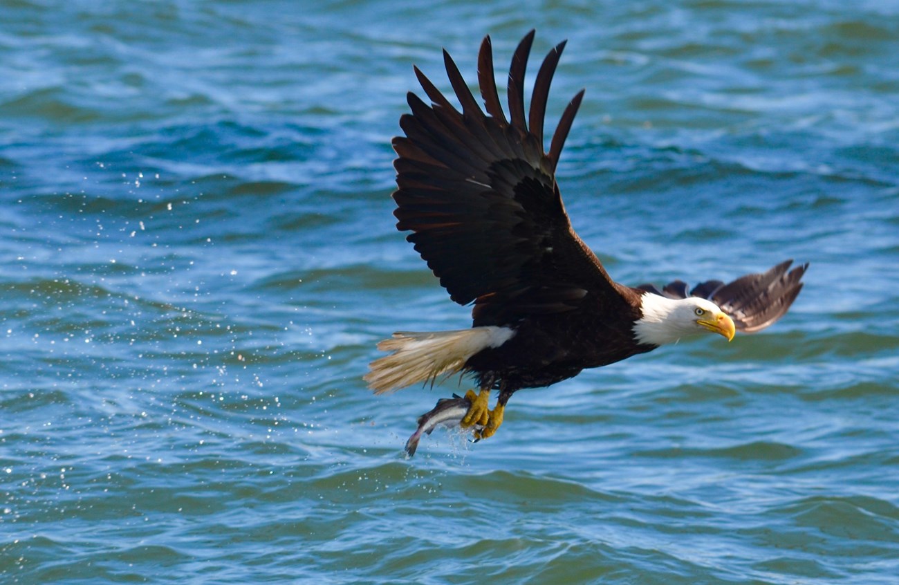 A large dark brown and white bird holding a fish in its talons, flying over water.