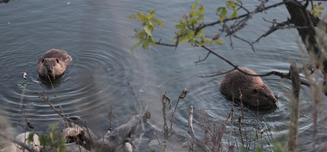 Two brown, furry beavers swimming.