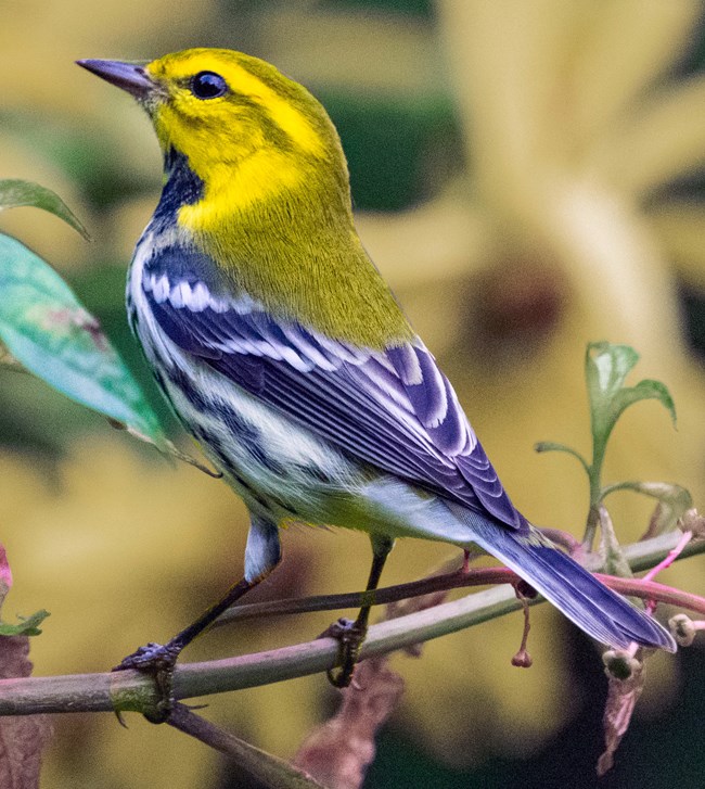 Small bird with a yellow head and black and white body, perched on a branch.