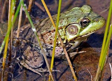 A frog on wet ground with grasses.