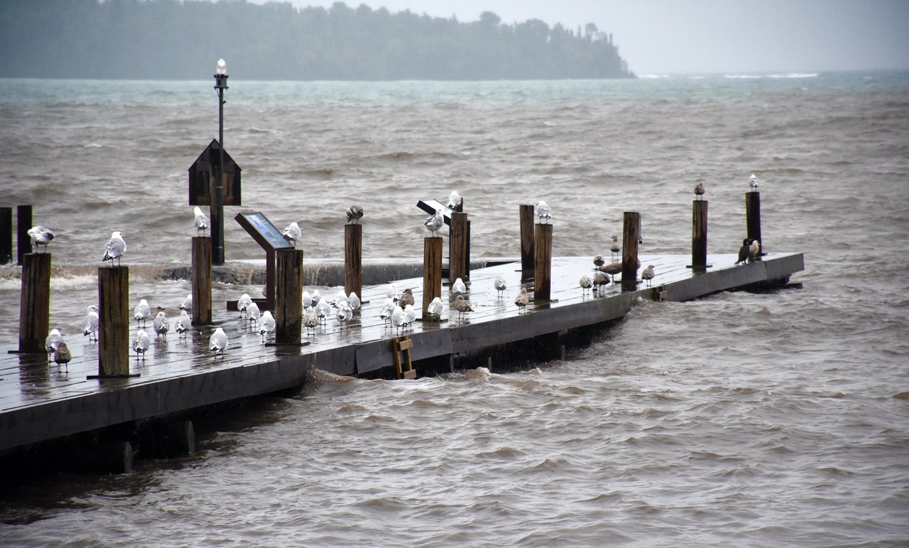 Gulls standing on a dock with stormy waves.