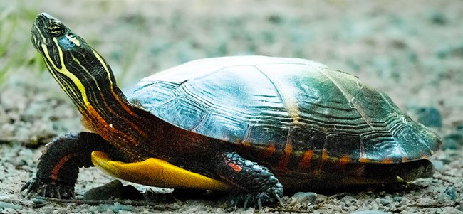 A turtle with a black and yellow striped head and red accents on black neck, legs, and shell.