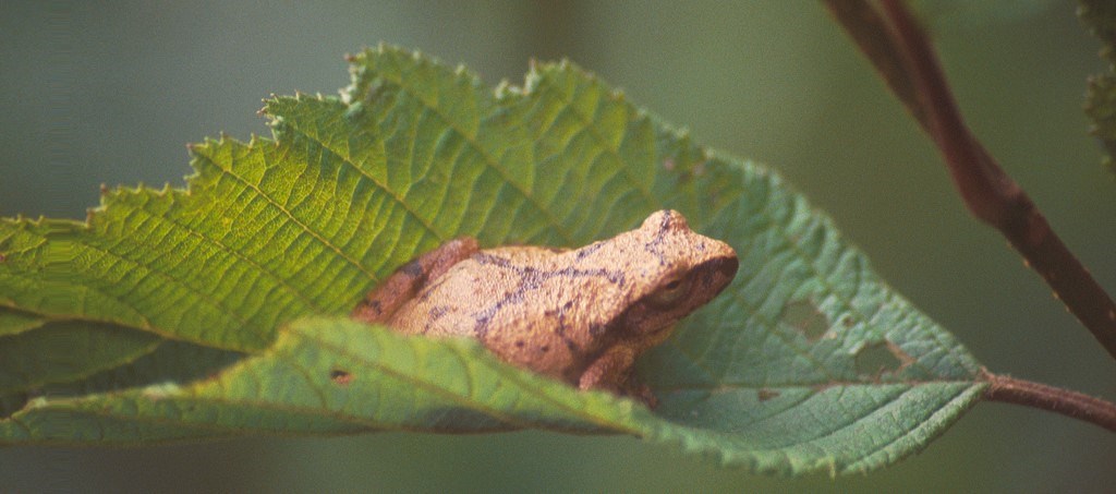 A small brown frog on a green alder leaf.