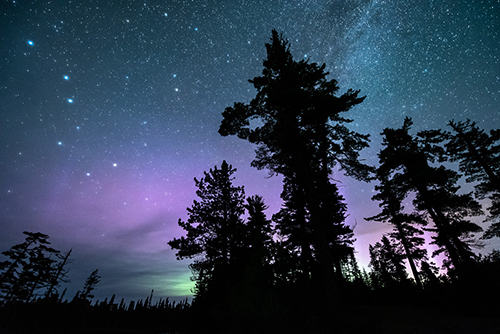 Starry sky behind silhouettes of trees.
