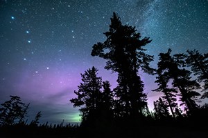Starry sky behind silhouettes of trees.