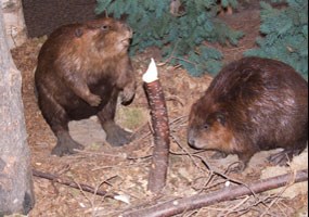 Beavers on Exhibit