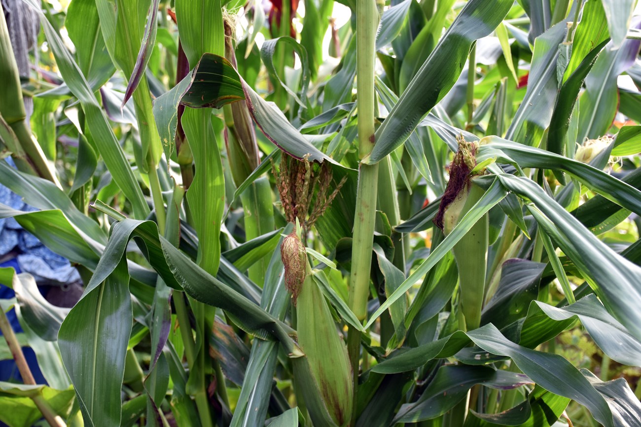 Close-up of corn plants with ripe corn.