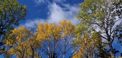 Fall crowns of quaking aspen and paper birch glow in golds and greens along the Grand Portage footpath. Fall crowns of quaking aspen and paper birch glow in golds and greens along the Grand Portage footpath.