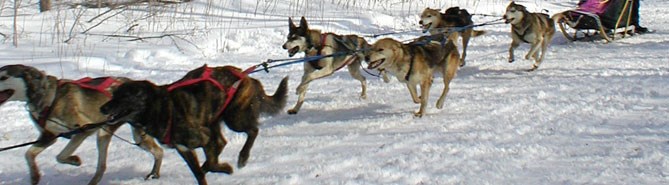 Dogs running in a race.