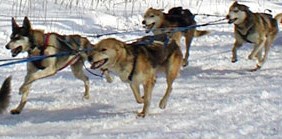 Team of sled dogs running.