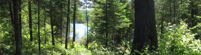A body of water visible through dense forest.