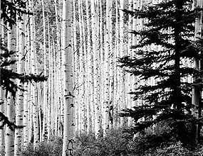 Aspens Photo by Allan McConnell