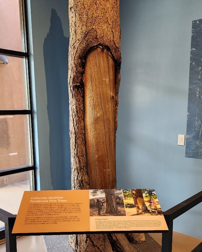 A visitor center exhibit featuring an actual ponderosa pine peeled by tribes with an interpretive panel in front of it