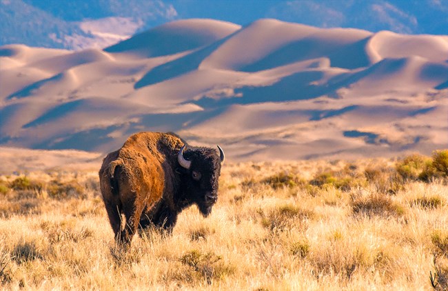 A bison looks back as it walks through grasslands toward the dunes