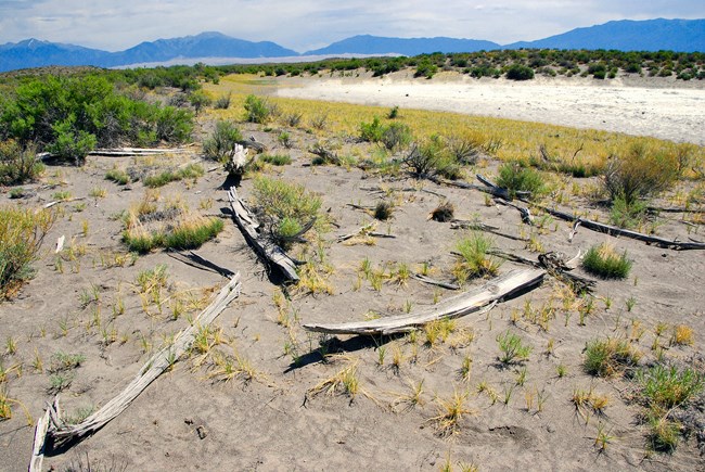 Soda City Planks and Alkali Deposit West of Dunes