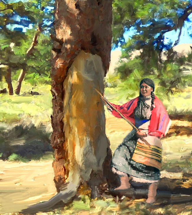 In this illustration, a Ute woman in traditional dress peels bark from the side of a ponderosa pine using a long stick