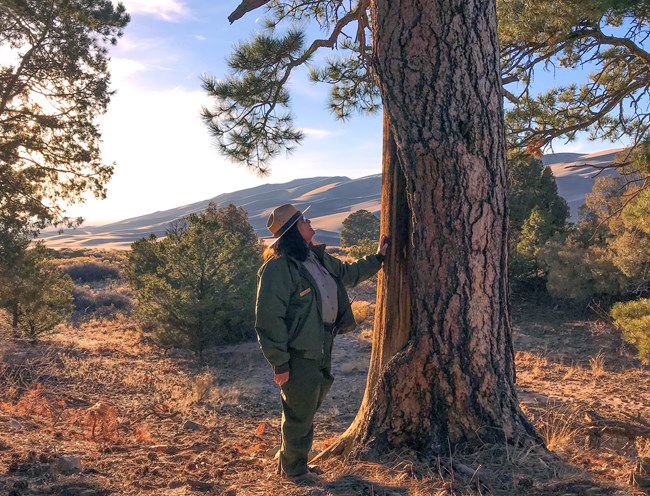 A park ranger stands next to a large ponderosa pine tree with their hand touching its bark. The tree has a large section of bark removed by indigenous peoples in the past. In the background large sand dunes dominate the skyline. Pinon trees dot the area.