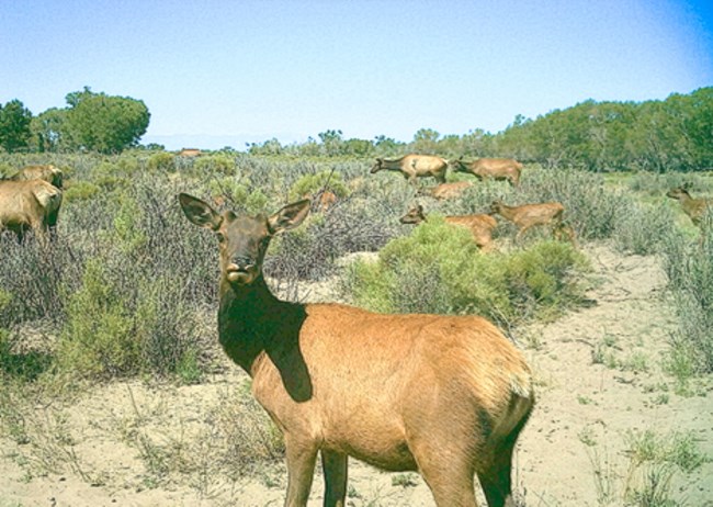 A group of elk in shubby vegetation, with some trampled areas and dead willows