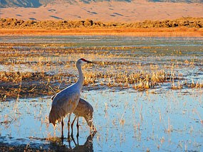 Two sandhill cranes feed in a wetland with the dunes in the background