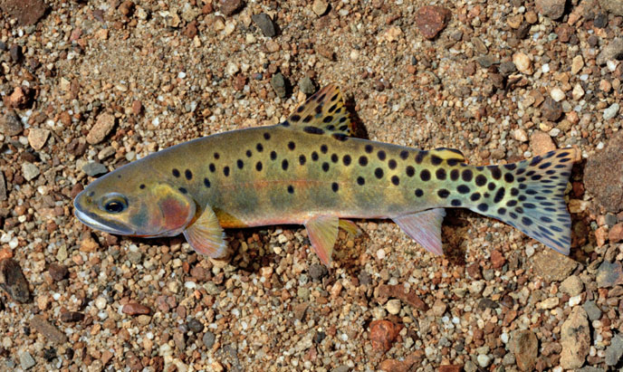 A Seasonal Overview of Wild Trout in Colorado - Expedition Outside