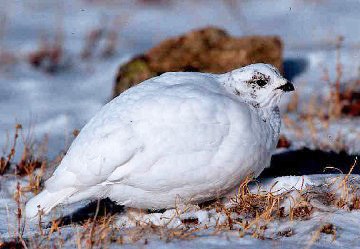 White-Tailed-Ptarmigan