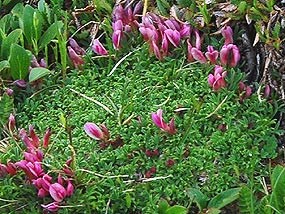 Dwarf clover