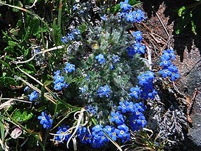 Alpine Forget-Me-Nots