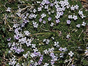 Alpine phlox