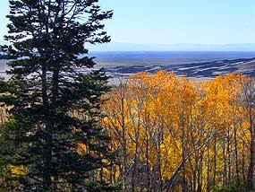 Aspens and Douglas Fir