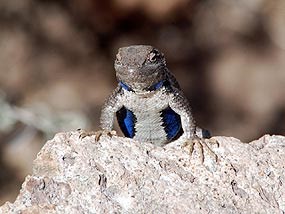 Plateau Lizard