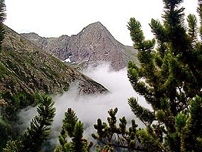 Bristlecone Pine and Tijeras Peak