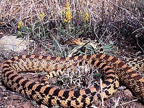 Bullsnake