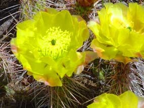 Plains prickly pear cactus