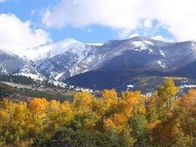 Gold cottonwoods