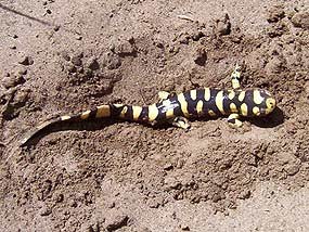 Tiger Salamander Burying Itself in Sand