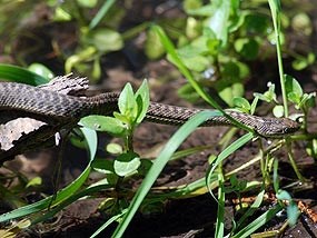 Garter Snake