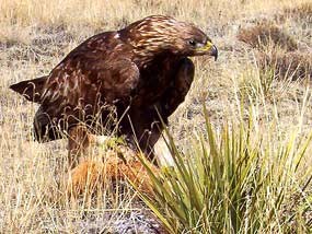 Golden Eagle